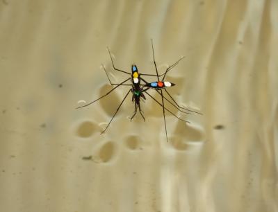 Aquarius remigis water strider